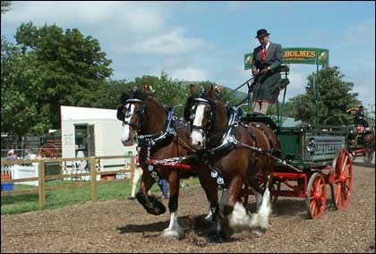 Shire horses at work by Peter Badham