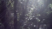 The secret garden... The secret garden...