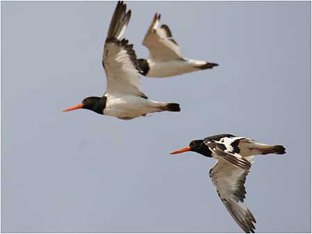 Oystercatchers in flight