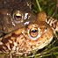 Toads