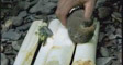 penan's video screenshot thumbnail