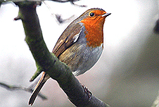 A bird