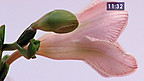 Anghenion ar gyfer Ffotosynthesis
