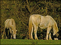 Horses