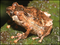 نوع تازه ای از قورباغه