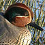 Teal c/o WWT