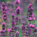 Lavandula, Lavender