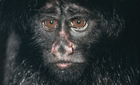 Bearded saki ©naturepl.com