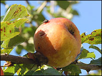 Melcome Russet, a Dorset eating apple 