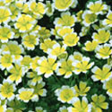 Limanthes douglasii, Poached egg plant