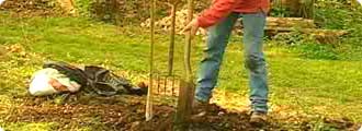 Planting a tree