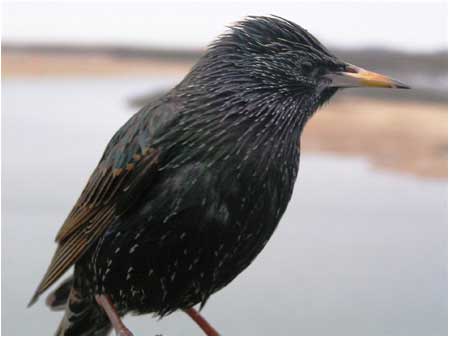 Starling