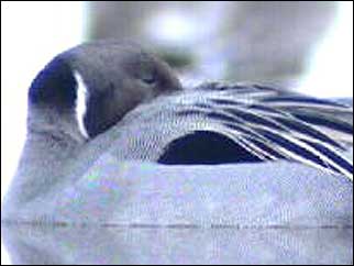 A duck with its head under its wing