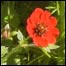 poppy