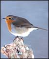 Robin: larger image and birdsong 