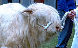 Gallery of pictures from Royal Norfolk Show 2004: link