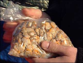 Bag of cockles
