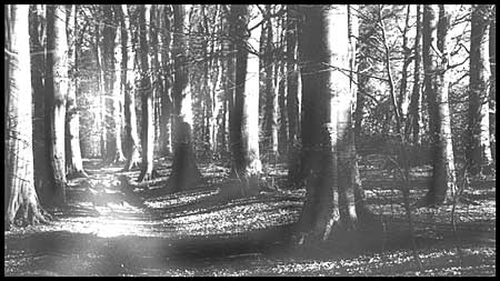 Spring Tree-lined paths in the Moyola Estate