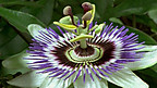 Pollination ; Transportation