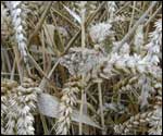 Wheat with a camflaged butterfly