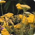 Achillea 'Coronation Gold'