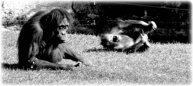 Orangutans