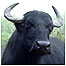 Teifi Marshes (Image: Water Buffalo c/o Wildlife Trust of S and W Wales))