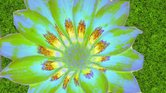 The flower