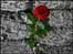 Red Rose