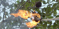 Hornet hunters
