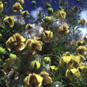 Clematis tangutica, Clematis