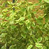 Cornus alba 'Elegantissima'