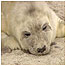 Seal pup