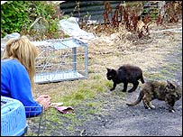拯救弃猫