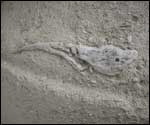Oyster shell
