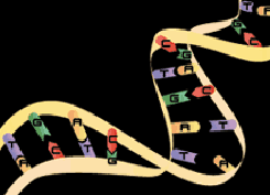 graphical representation of dna
