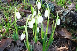 Snowdrops, photo by Scoobygirl, Flickr