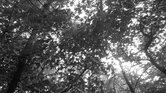 Black & white... Black & white...