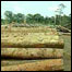 Árvores desmatadas na Amazônia