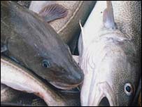 Cod fish