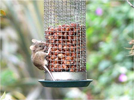Mouse on nuts