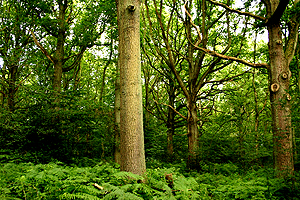 Nature of Britain