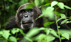 Male Chimpanzee © Kristin J Mosher