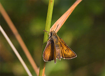 Lulworth Skipper