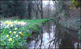 The Leat that Miles Fursdon has created to power the generator