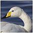 Wetland activities (Image: Whooper Swan c/o RSPB Images and Sue Tranter)