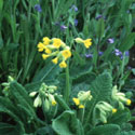 Primula veris, Cowslip