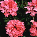 Verbena