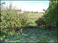 David Squirrel's orchard at Symondsbury