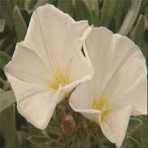Silverbush